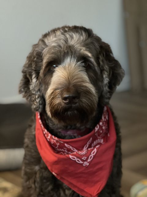 A curly-coated brown dog in a red bandana, looking at the camera
